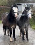 Welsh Section A Geldings 