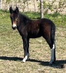 12.2hh Mare with Filly Mule at Foot 