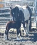 12.2hh Mare with Filly Mule at Foot 