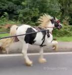 Rockstar, 14.1hh Ride and Drive Horse