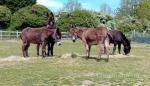 Donkeys