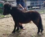 Shetland Ponies
