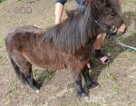 Shetland Ponies