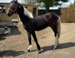 Harry, Colt Foal