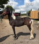 Harry, Colt Foal