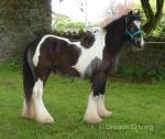 Yearling Colt
