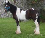 Yearling Colt