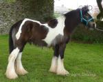Yearling Colt