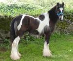 Yearling Colt
