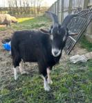 Billy, Goat