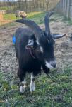 Billy, Goat