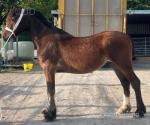 Gelding & Filly