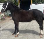 Gelding & Filly