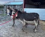 Chocolate and Ruby, Jenny Donkeys 