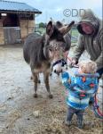 Chocolate and Ruby, Jenny Donkeys 