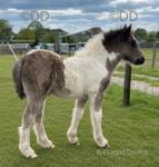 The Oaks Jack of Diamonds, Colt Foal