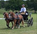 Benji, 12.1hh Driving Pony