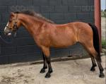 Benji, 12.1hh Driving Pony