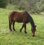 15.2hh Standardbred Gelding
