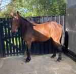 15.2hh Standardbred Gelding