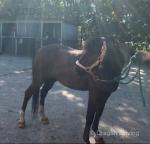 Pie, 15 year old Hackney gelding. He is 100% in all traffic not strong or silly. Has done a bit of everything from scurry to BDS drives. 