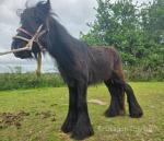 2 Year Old Gelding
