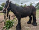 2 Year Old Gelding