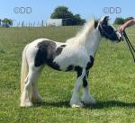 Ponies