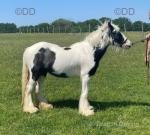 Ponies