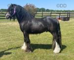 Ponies