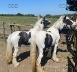 Ponies