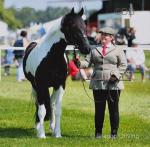 14.1hh WPB Riding Gelding 