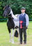 14.1hh WPB Riding Gelding 