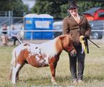 Shetland Colt 