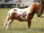 Shetland Colt 