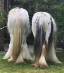 Fillies and Mares