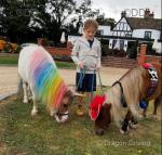 Miniature Pony Business