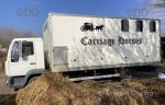 51 reg MAN Horsebox 
