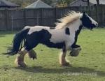 Jolene, 14hh Mare & Harry, 9.3hh Gelding 