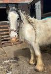 Jolene, 14hh Mare & Harry, 9.3hh Gelding 