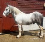 Filly & Colt