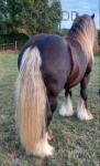 15.1hh Ride and Drive Stallion