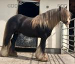 15.1hh Ride and Drive Stallion
