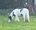 Mares