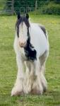 Mares