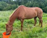 Mares
