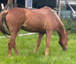 Mares