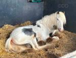 Orbit, Gelding 