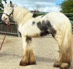 Orbit, Gelding 
