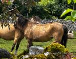 Welsh Section A Broodmares with Filly Foals at Foot
